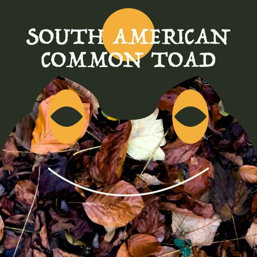 South American Common Toad | Week of OcTOADber 20th