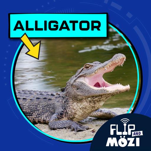 Alligator (10/23/25)