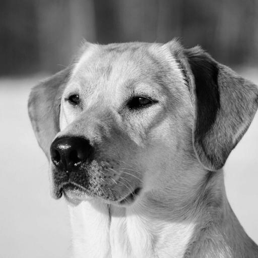 E 258. An All New Lone Duck