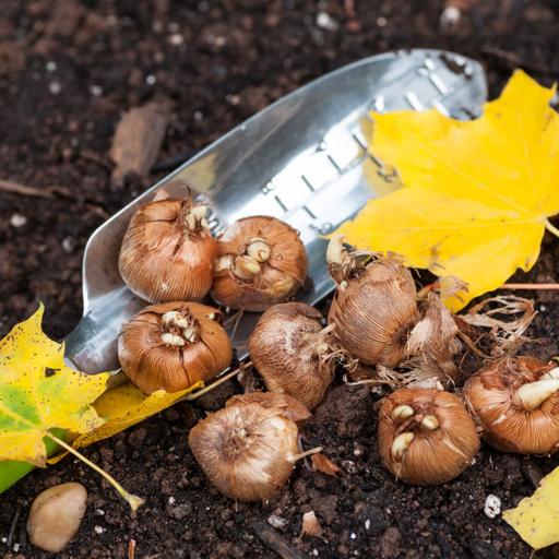 4 ways to keep burrowing rodents from ruining your flowering bulbs