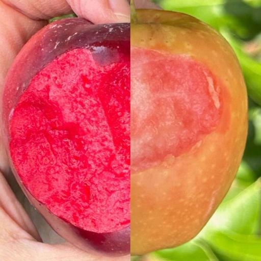 UK Apple Cultivars and Red Fleshed Apples at Frank P Matthews Nursery with Steph Dunn James