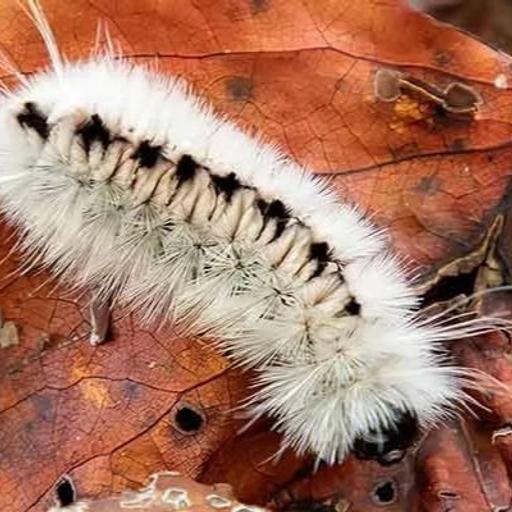 Ep. 549 - Advocating for Fallen Leaves