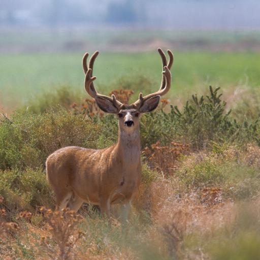 Keeping Nevada CWD Free