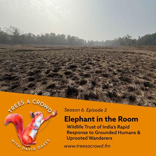 Elephant in the Room: Wildlife Trust of India’s Rapid Response to Grounded Humans & Uprooted Wanderers