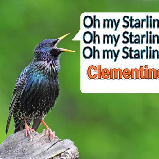 Episode 80: Oh my Starling, Clementine (European Starling)