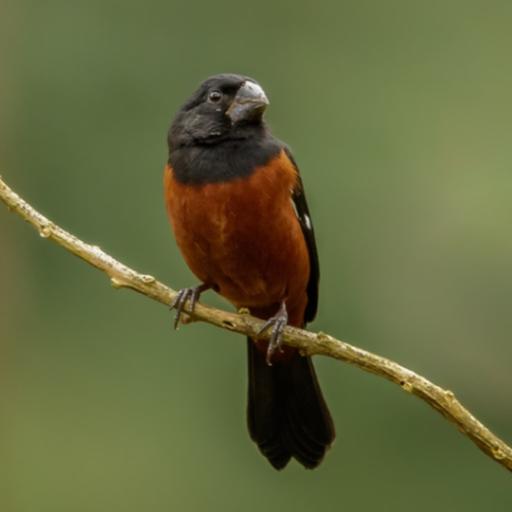 Curió: curiosidades, tradições e ameaças