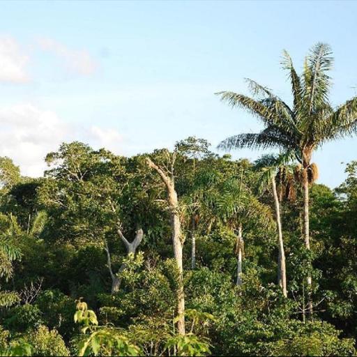 Naturschutz in Südamerika | Sensory-Bus | AFD verliert Markenrechte | Neue Musik von Bach | Kuscheln als Medizin