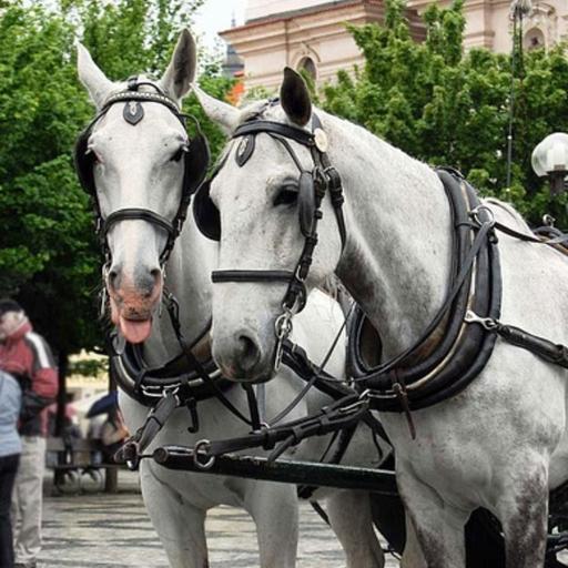 „Nur Ja heißt Ja“ in Frankreich | Kostenlose Pille | Hilfe bei ALS | Tierschutz in Prag | Rauchverbot auf den Malediven