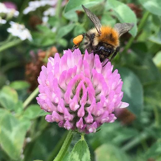 Growing Wildflowers The Easy Way - With Dr Ana Attlee