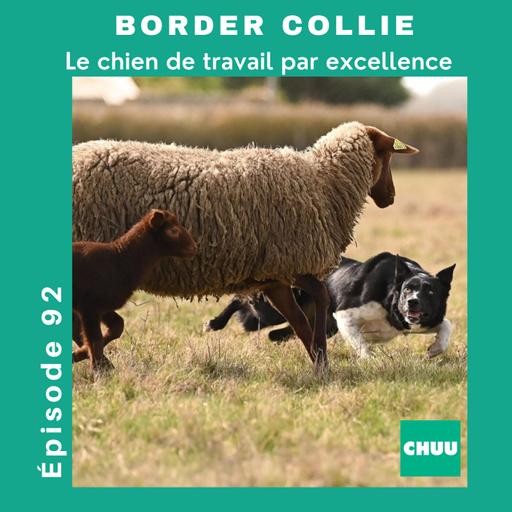 Border collie : un chien de travail par excellence