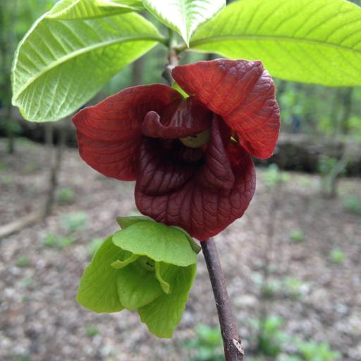 Ep. 550 - For the Love of Flowers (feat. Sam Tallent)