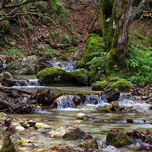 La famiglia nel bosco che si ribella allo Stato - Regioni al voto: vince l’astensione