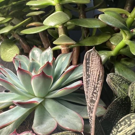 Episode 296 - PSA: Houseplant Loneliness Epidemic