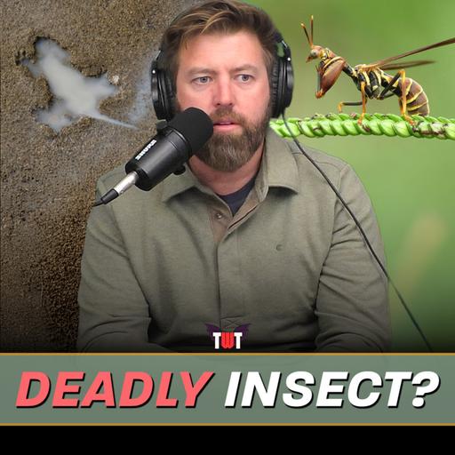 Insects Pretending to Be Wasps, Chicago Rate Hole Hoax & Eagle Flies Into Man's Car