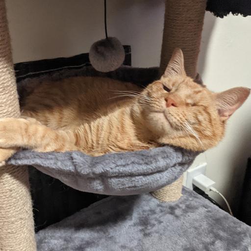 Podquisition 566: The Catsitter Economy