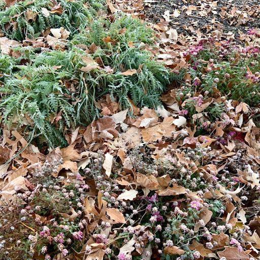 Is it too late to plant peony roots? Late-fall gardening questions answered