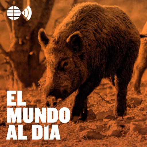 Peste porcina: pánico por el cerdo español