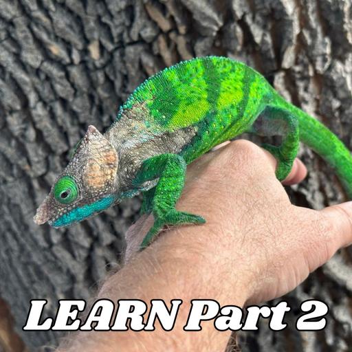 The Path Through Learning about Chameleons