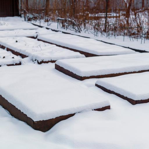 Save money on your favorite native plants by sowing seeds this winter