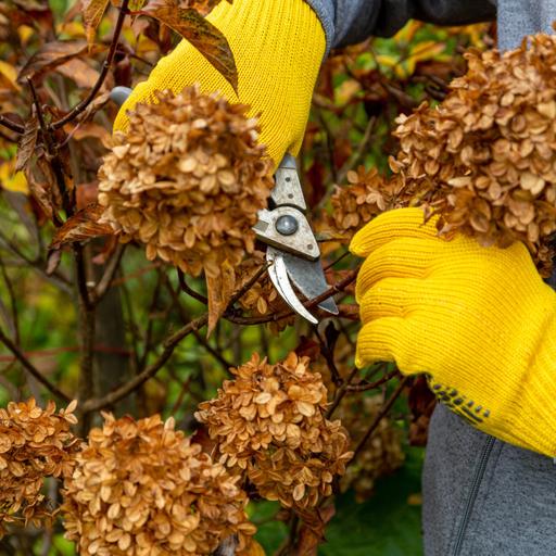 Prune some, bury others. How to care for hydrangeas before winter