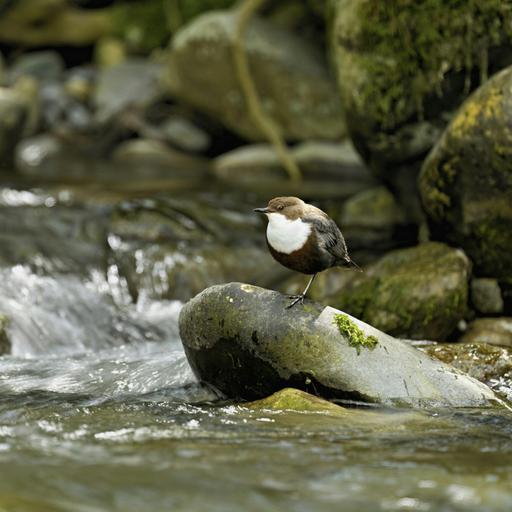 Sound Escape 246. Kingfisher calls and dipper song on the rushing river