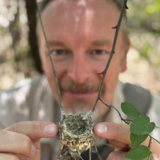 Tiny but tough: Hummingbirds of the Arizona desert