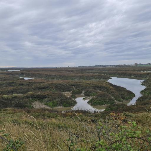 Sound Escape 248. Soft sounds of autumn on the edge of the saltmarsh