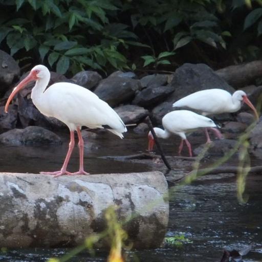 Costa Rica Pulses with Life