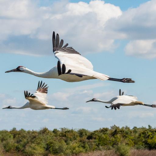 Whooping Cranes: A Song That Was Nearly Silenced