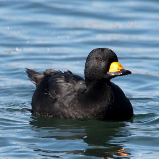 The Music of Black Scoters