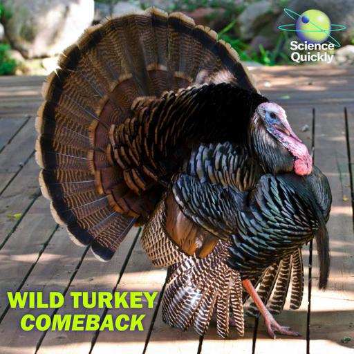 Thanksgiving’s Iconic Bird Is Thriving Again in the Wild