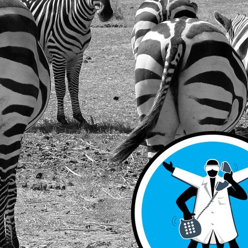 Are zebras black with white stripes?