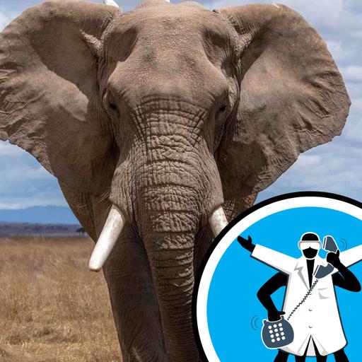 Is an elephant really related to a hyrax?