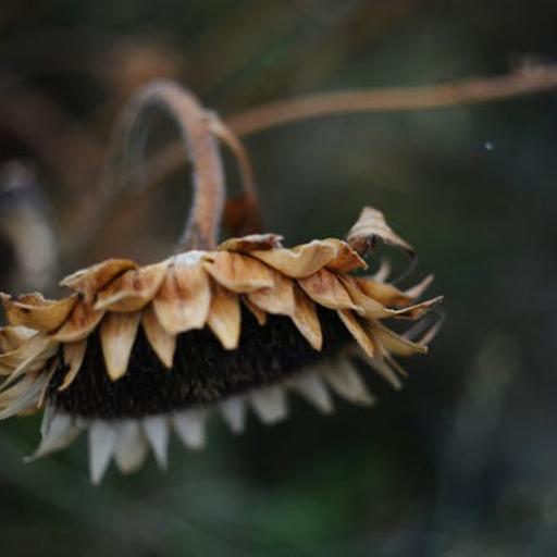 The Apostasy of Impatience