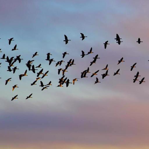 Even Higher than Angels (Rabbi Sacks on Vayera, Covenant & Conversation)