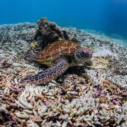 (138) Schlecht für die Meere, schlecht für die Menschen?
