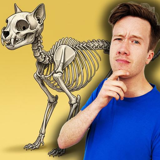 MIDWEEKLY: Do Cats Have the Same Bones as Humans?🐱🦴