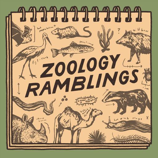 Episode 37: beaver economics, remembering Jane Goodall, nipple-skinned frog, water opossum, tuna in Cornwall, Exmoor pine martens, forgotten leopards & hopeful journalism