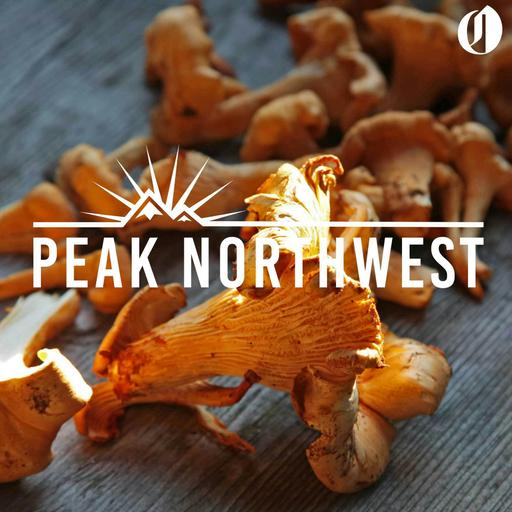 Chanterelle mushroom foraging for beginners