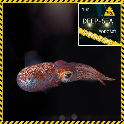 PRESSURISED: 063 – Bioluminescent Symbiosis with Margaret McFall-Ngai