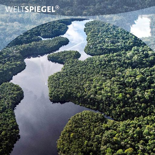 COP30: Ist der Amazonas-Regenwald noch zu retten?