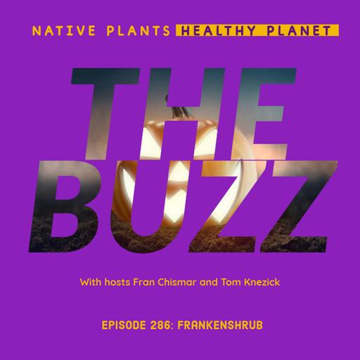 The Buzz - Frankenshrub