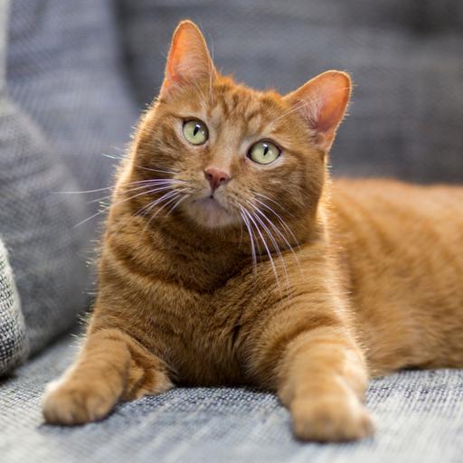 All about cats episode