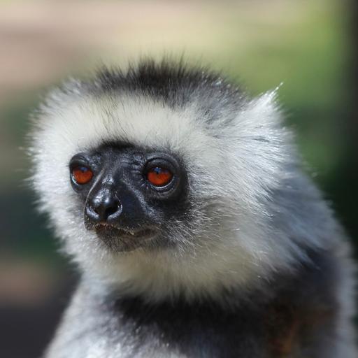Madagascar conservation successes hinge on public education and health, famed primatologist says