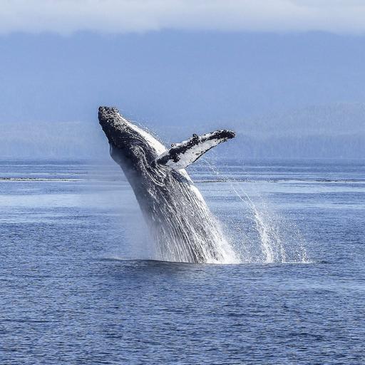 Australia's inspiring 'humpback comeback' and why krill need protection