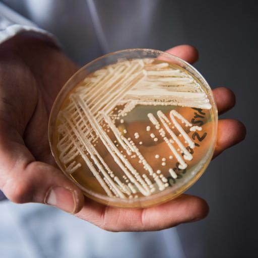 Ein tödlicher Pilz nistet sich in Europas Krankenhäusern ein