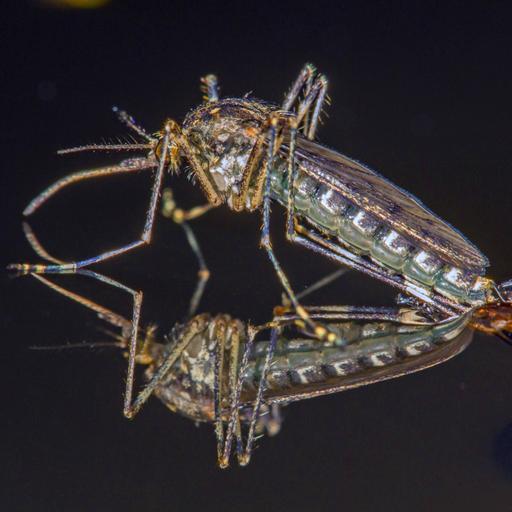 Historischer Fund: Plötzlich gibt es sogar in Island Stechmücken