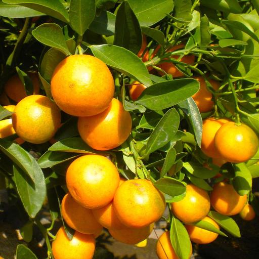 How to Grow Citrus: Tips for Mandarins, Lemons, Limes & Oranges