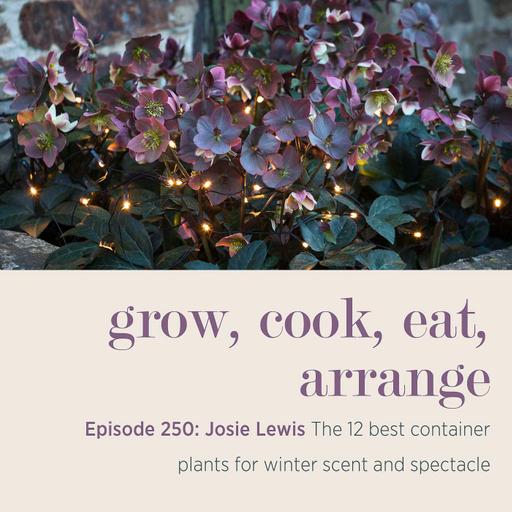 Josie Lewis: The 12 best container plants for winter scent and spectacle - Episode 250