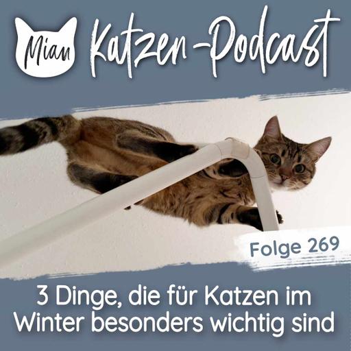 3 Dinge, die für Katzen im Winter besonders wichtig sind | MKP269